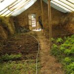 Guía para sembrar en cada estación: maximiza tus cultivos