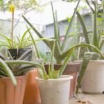 Guía para sembrar maíz en tu huerto: consejos y trucos