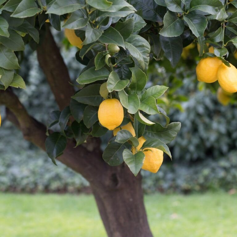 guia para sembrar naranjas y limones en casa paso a paso