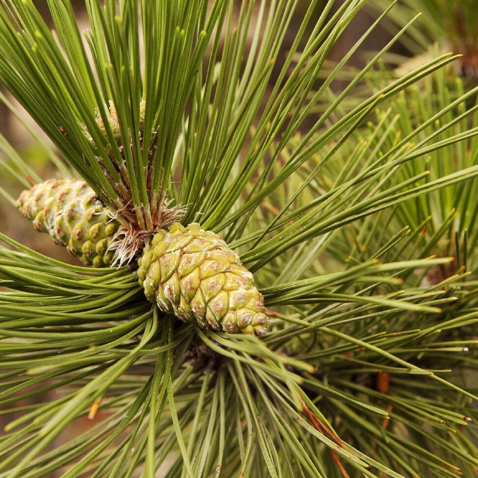 Guía para SEMBRAR Piñas de Pino con ÉXITO Fácil