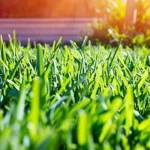 Guía para sembrar semillas de magnolio: ¡Haz crecer tu propio árbol!