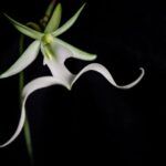 Guía para sembrar semillas de orquídeas cara de mono: paso a paso