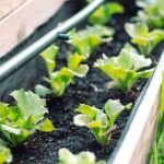 Guía paso a paso: Cómo crear un jardín de plantas medicinales en casa para uso diario