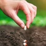 Guía paso a paso: Cómo sembrar semillas en terrenos húmedos correctamente
