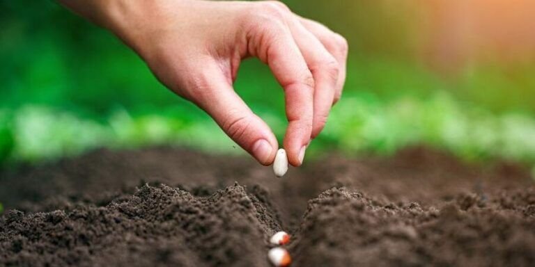 guia paso a paso como sembrar semillas en terrenos humedos correctamente