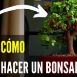 Guía paso a paso para plantar cactus de árbol de jade en casa