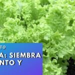 Guía paso a paso para plantar escarolas en tu jardín