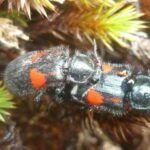 Guía práctica: Cómo evitar las heridas en las plantas.