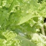 Guía práctica: Cómo plantar semillas de lechuga en tierra