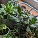 Guía práctica: Cómo plantar un esqueje de suculenta en casa