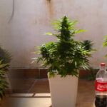 Guía práctica: Cómo plantar una planta en 7 sencillos pasos