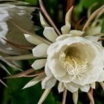 Guía práctica: Cómo sembrar la dama de noche en tu jardín