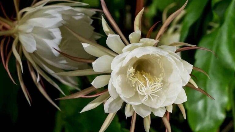 guia practica como sembrar la dama de noche en tu jardin