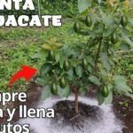 Guía práctica: cultiva tu propio aguacate en maceta