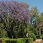 Guía práctica de cómo proteger tus plantas del ataque de animales salvajes en el jardín