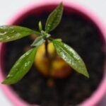 Guía práctica para plantar aguacate desde cero