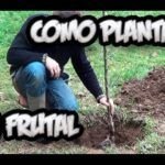 Guía práctica para plantar cerezos en tu jardín