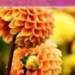 Guía práctica para plantar dalias en tu jardín