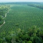 Guía práctica para plantar palmeras en tierra