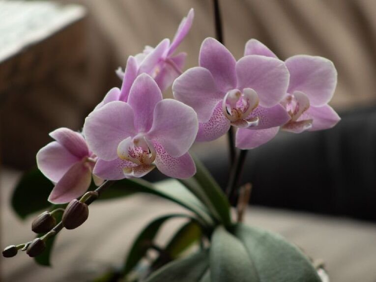 guia practica para plantar raices de orquideas en casa
