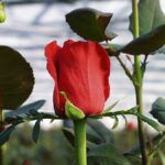 Guía práctica para plantar rosales: consejos y pasos simples