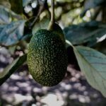 Guía práctica para plantar semillas de palta con éxito