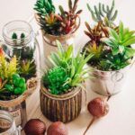 Guía práctica para plantar suculentas en macetas