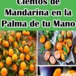 Guía práctica para plantar tu propio bonsai de limón en casa