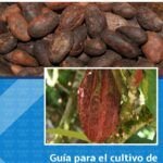 Guía práctica para plantar un árbol de nuez y disfrutar de sus frutos
