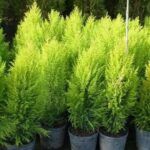 Guía práctica para plantar un naranjo en tu jardín