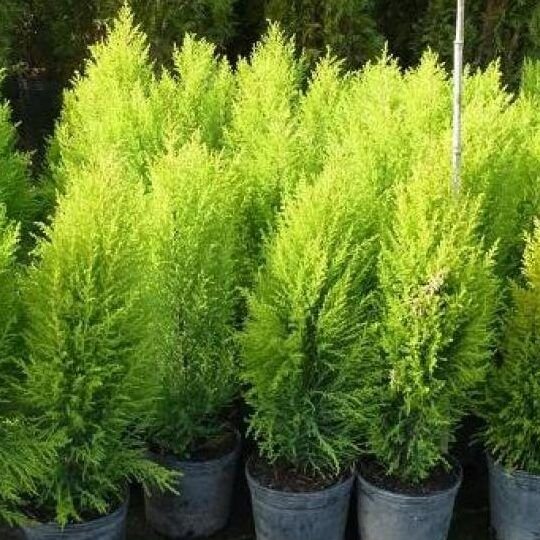 guia practica para plantar un naranjo en tu jardin