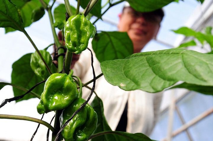 guia practica para sembrar aji picante desde cero