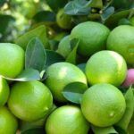 Guía práctica para sembrar semillas de limón amarillo en casa