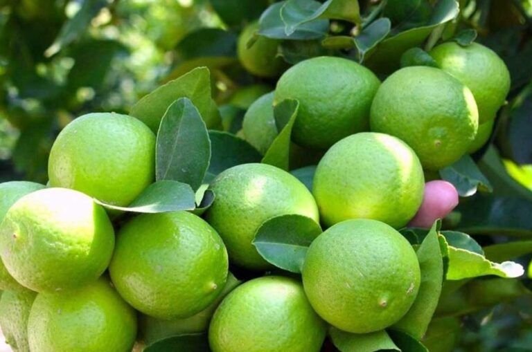 guia practica para sembrar semillas de limon amarillo en casa