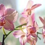 Guía práctica para sembrar semillas de orquídeas Phalaenopsis