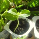 Guía práctica para sembrar zanahorias en maceta: paso a paso