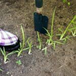 Guía práctica: Siembra de césped en la fecha adecuada