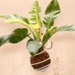 Guía rápida para plantar esquejes de lilo en casa