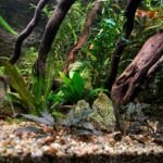 Guía rápida: Plantar anubias en tu acuario
