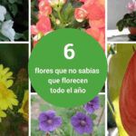 Guía útil: Plantar esquejes de rosas en Argentina