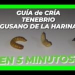 gusanos harina
