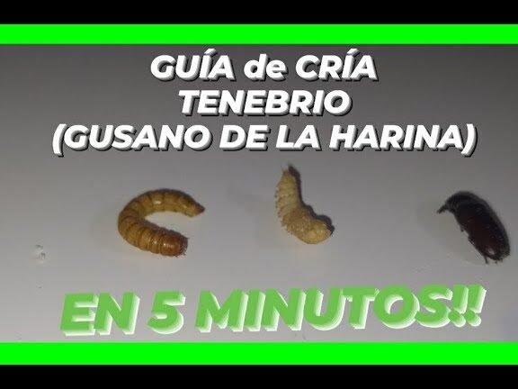 gusanos harina