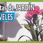 ¡Descubre los secretos para plantar claveles con éxito en casa!