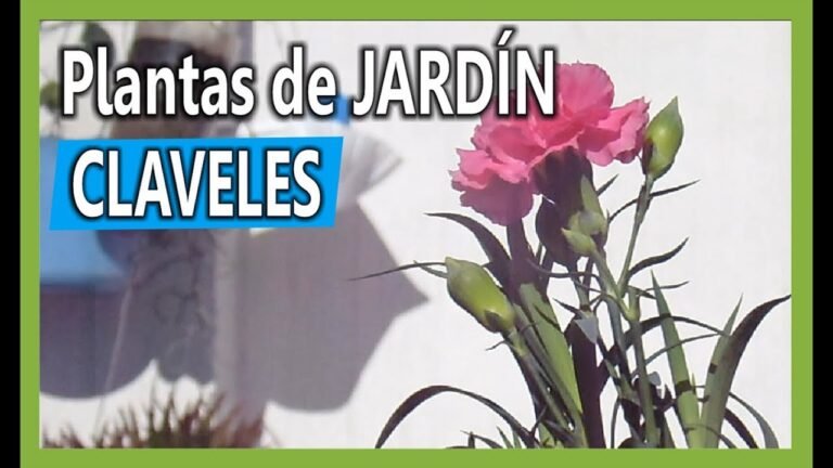 ¡Descubre los secretos para plantar claveles con éxito en casa!