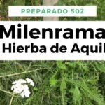 ¡Descubre los secretos para plantar milenramas acuáticas con éxito!