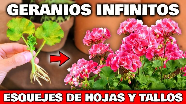¡Aprende a plantar geranios de forma fácil y efectiva!
