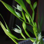 Habenaria radiata: Adquiere bulbo y plantas de orquídeas