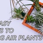 Descubre el secreto para crear un impresionante display de plantas aéreas que todos envidiarán