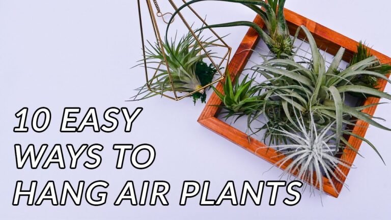 Descubre el secreto para crear un impresionante display de plantas aéreas que todos envidiarán