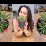 Descubre los secretos para cuidar la Haworthia Attenuata y hacerla florecer como nunca antes